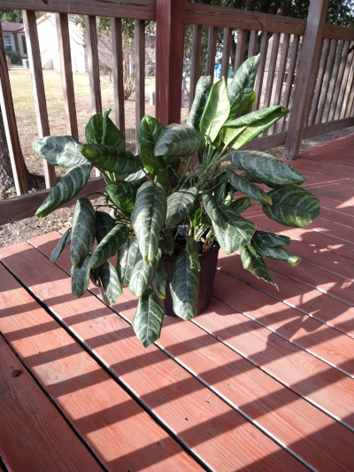 An aglaonema plant