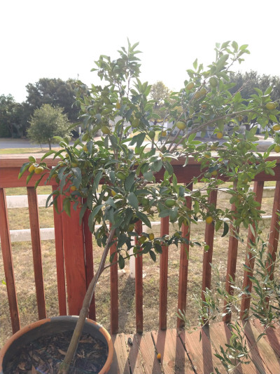 A kumquat tree