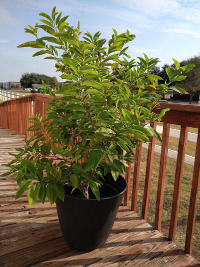 A sugar apple tree in a black pot